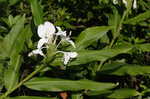 White gingerlily <BR>White garland-lily